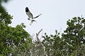 Le perchoir; à proximité du nid est fréquemment utilisé (surtout par le mâle) après les apports de proies. Bretagne, lande, rapace, vol, busard, Saint Martin, mâle, perchoir 