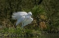  Bretagne, étang, aigrette, oiseau, garzette 