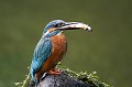  Bretagne, étang, martin pêcheur, poisson, chasse 