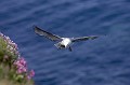 Vol plané Lelong de la falaise oiseau, pétrel, fulmar, boréal, falaise, vol 