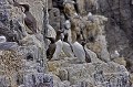 Une falaise, une petite corniche: cet espace restreint suffit pour qu'une colonie de guillemots s'y installe. guillemot, colonie, falaise, mer, Bretagne 