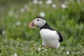 Le petit "clown" des falaises. Bretagne, mer, falaise, oiseau, macareux, moine 