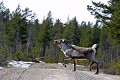 Les rennes ont perdu leurs bois. C'est le moment pour les sames de les regrouper et de les conduire plus au nord. 

 
.  
 Mammifère, renne,neige, Suède. 