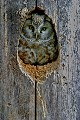 La petite chouette de Tengmalm a adopté un ancien nid de pic noir pour élever sa nichée. Oiseau, chouette, nyctale de Tengmalm, Suède.  
 