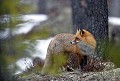 Identique aux renards français hormis la fourrure qui est un peu plus fournie. 

 
 Mammifère, renard,neige, Suède.  
 Mammifère, renard,neige, Suède. 