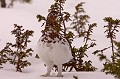 Magie du mimétisme: une poule de lagopède des saules en train de retrouver son plumage estival  


 lagopède 
 lagopède des saules 
 femelle 
 neige 
 Finlande 
 blanc 